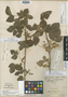 Toxicodendron lobadioides Greene, U.S.A., W. N. Suksdorf, Isotype, F