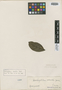 Dichapetalum odoratum Baill., BRAZIL, R. Spruce 2864, Isotype, F