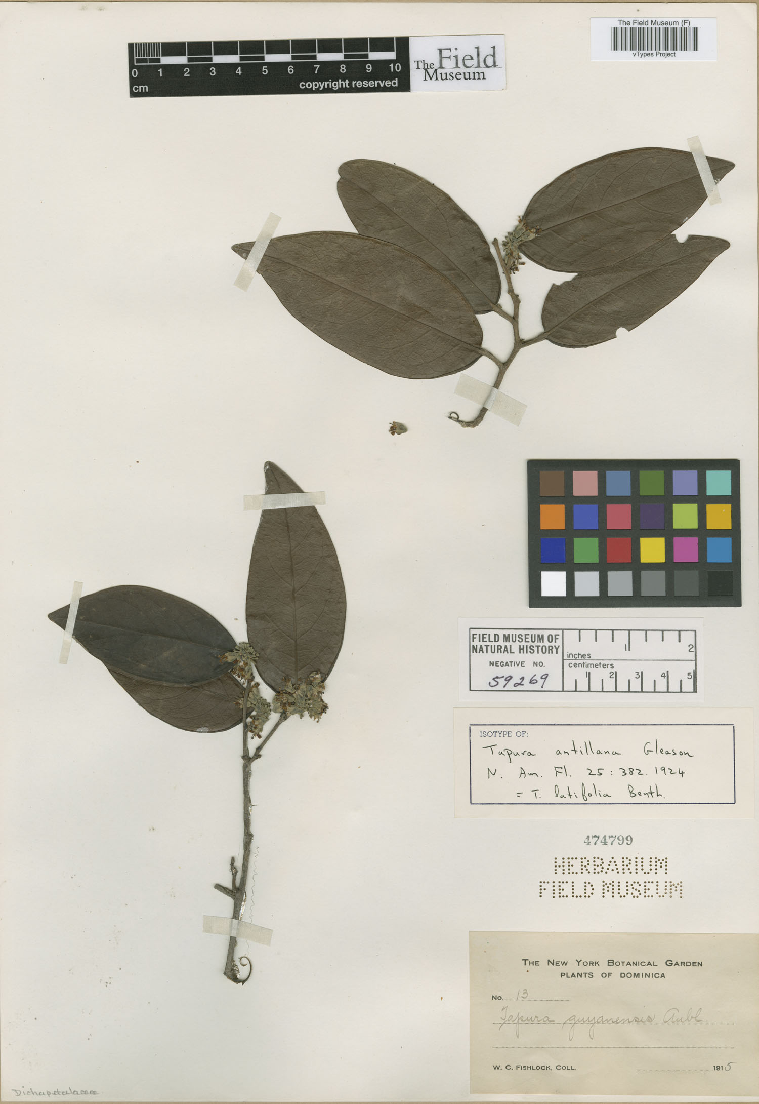 Tapura latifolia image