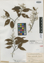 Hopea acuminata Merr., PHILIPPINES, H. N. Whitford 335, Syntype, F