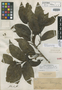 Dasynema laurifolium Benth., GUYANA, Schomburgk 936, Isotype, F