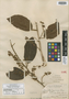Elaeocarpus mindanaensis Merr., PHILIPPINES, M. S. Clemens 910, Isotype, F