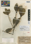 Elaeocarpus pittosporoides A. C. Sm., FIJI, W. F. N. Greenwood 1010, Isotype, F