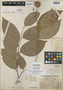 Sloanea anisophylla Standl., PANAMA, G. Proctor Cooper 352, Isotype, F