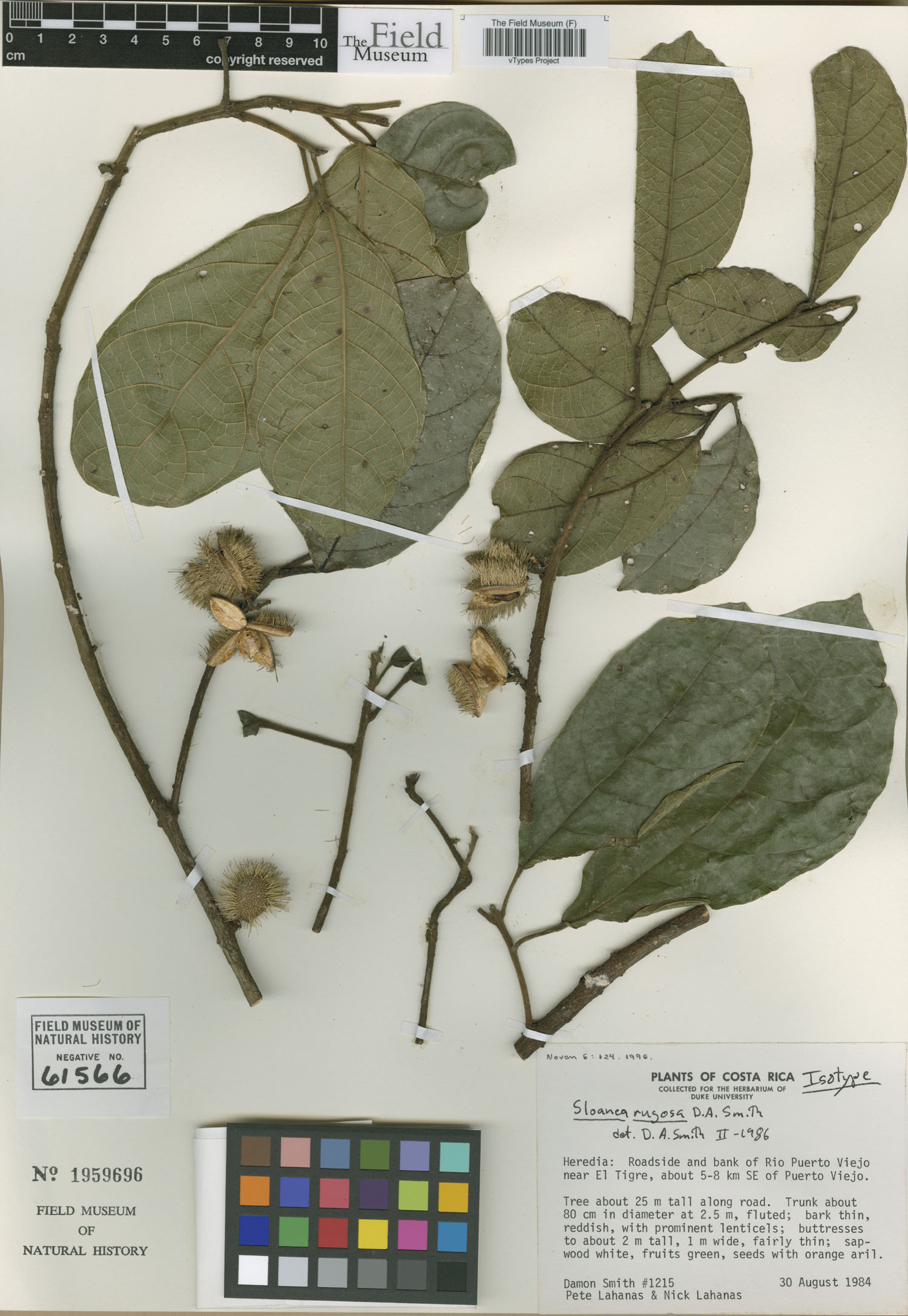 Sloanea rugosa image