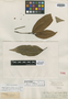 Sloanea oppositifolia Spruce ex Benth., BRAZIL, R. Spruce 3689, Isotype, F