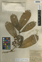 Forchhammeria trifoliata Radlk., Belize, H. H. Bartlett 11493, F