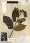 Luehea speciosa Willd., Belize, P. H. Gentle 8042, F