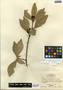 Deherainia smaragdina (Planch. ex Linden) Decne., Belize, A. Molina R. 199, F