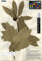 Deherainia smaragdina (Planch. ex Linden) Decne., Guatemala, J. A. Steyermark 46060, F