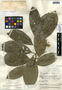 Styrax argenteus C. Presl, Guatemala, J. A. Steyermark 30672, F