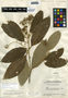 Styrax argenteus C. Presl, Guatemala, J. A. Steyermark 42075, F