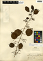 Cissus gossypiifolia Standl., Belize, W. C. Meyer 16, F
