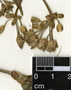 Tripogandra grandiflora (Donn. Sm.) Woodson, Mexico, A. Shilom Ton 2954, F