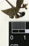 Tradescantia zanonia (L.) Sw., Peru, J. Campos 4525, F
