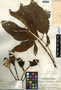 Syngonium podophyllum Schott, Guatemala, P. C. Standley 70586, F