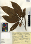 Syngonium podophyllum Schott, Mexico, J. Barlou 344, F