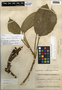 Philodendron aurantiifolium Schott, Honduras, T. G. Yuncker 8808, F