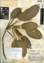 Philodendron aurantiifolium Schott, Guatemala, J. A. Steyermark 39768, F