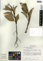 Anthurium scandens (Aubl.) Engl., Mexico, M. Nee 26085, F