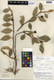 Anthurium scandens (Aubl.) Engl., Costa Rica, W. C. Burger 5342, F
