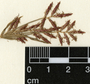 Cyperus rotundus L., Guatemala, P. C. Standley 24020, F