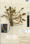 Heteranthera limosa (Sw.) Willd., Honduras, P. C. Standley 24344, F