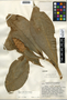 Costus pulverulentus C. Presl, Guatemala, J. A. Steyermark 41888, F