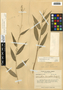 Ichnanthus lanceolatus Scribn. & J. G. Sm., Belize, F. E. Egler 42-167B, F