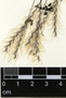 Andropogon leucostachyus Kunth, Honduras, V. Mendoza 30, F