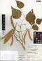 Phaseolus vulgaris L., Guatemala, E. Contreras 390, F