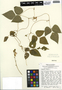 Phaseolus vulgaris L., Mexico, G. F. Freytag 78-Mex-76, F