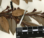 Macleania insignis M. Martens & Galeotti, Guatemala, P. C. Standley 92664, F