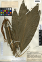 Chamaedorea geonomiformis H. Wendl., Guatemala, J. A. Steyermark 38754, F