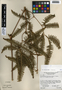 Dicranopteris pectinata (Willd.) Underw., Guatemala, G. C. Jones 3276, F