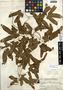 Lygodium volubile Sw., Guatemala, P. C. Standley 72398, F
