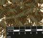 Lygodium venustum Sw., Belize, H. H. Bartlett 11436, F