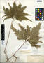 Selaginella umbrosa Lem. ex Hieron., Guatemala, W. A. Kellerman 7250, F