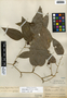 Smilax regelii Killip & C. V. Morton, Honduras, P. C. Standley 52745, F