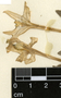 Hippobroma longiflora (L.) G. Don, Guatemala, G. C. Jones 3232, F
