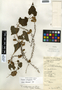 Dioscorea matagalpensis Uline, Belize, W. A. Schipp 8-290, F