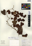 Dioscorea spiculiflora Hemsl., Mexico, S. Darwin 2114, F