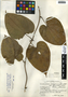 Dioscorea hondurensis R. Knuth, Belize, P. H. Gentle 3728, F