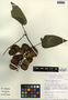 Dioscorea hondurensis R. Knuth, Mexico, H. Hernández G. 674, F