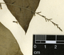 Dioscorea convolvulacea Schltdl. & Cham., Guatemala, A. Molina R. 27783, F