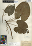 Dioscorea alata L., Honduras, P. C. Standley 52790, F