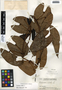 Dioscorea alata L., Guatemala, P. C. Standley 72159, F