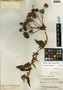 Bomarea edulis (Tussac) Herb., Guatemala, P. C. Standley 61792, F