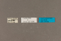 127039 Tropidacris cristata cristata labels IN