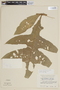 Solanum nemorense Dunal, PERU, F